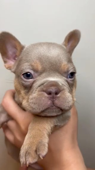 French Bulldog in West Palm Beach, Florida