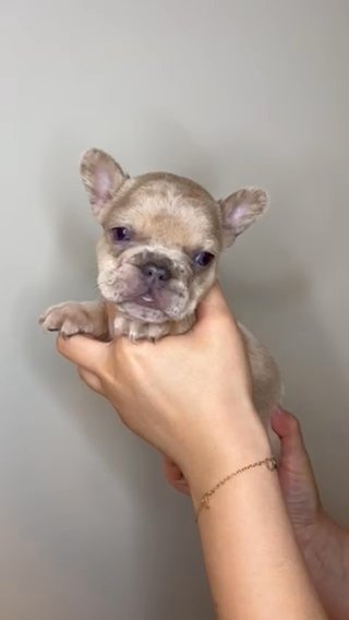 French Bulldog in West Palm Beach, Florida