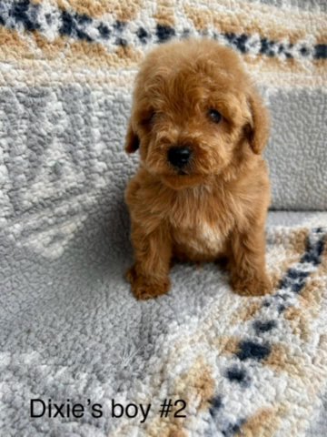 Akc Toy Poodle Puppies in Birmingham, Alabama