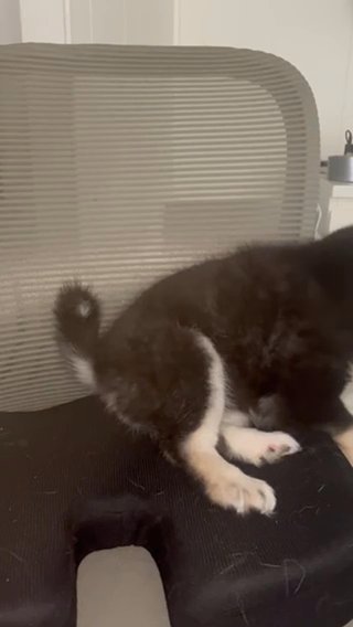 Tofu The Mini Pomsky Needs A Home! in Westminster, California