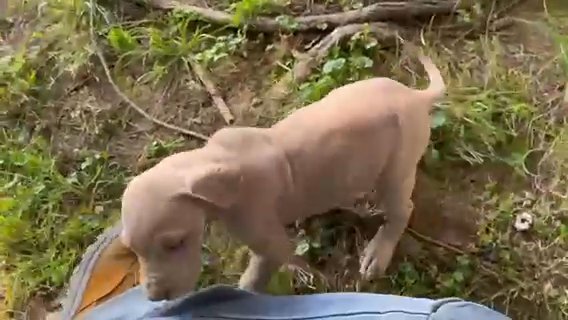 Violet? Akc Great Dane in Gastonia, North Carolina
