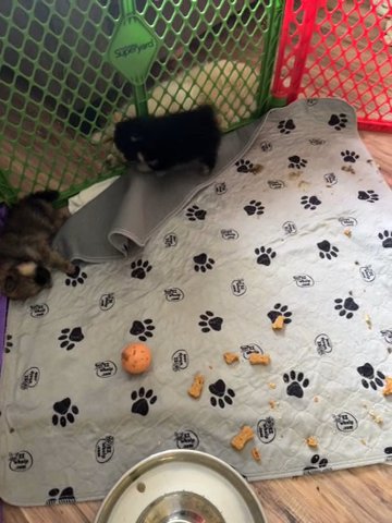 Precious Babies in Celina, Ohio