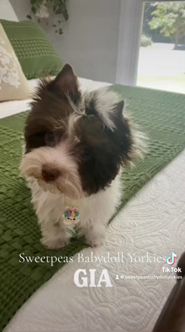 Gia in Clarksville, Tennessee