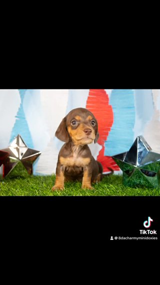 AKC Mini Dachshund in Mesa, Arizona