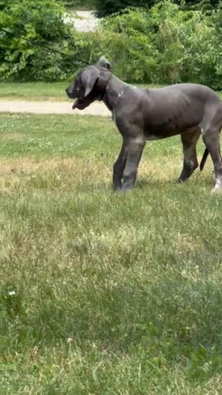 AKC Great Dane puppy (Carrot) in Middleborough, Massachusetts