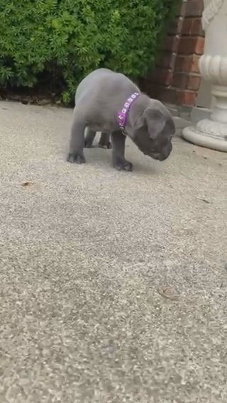 Cane Corso’s in Fort Wayne, Indiana
