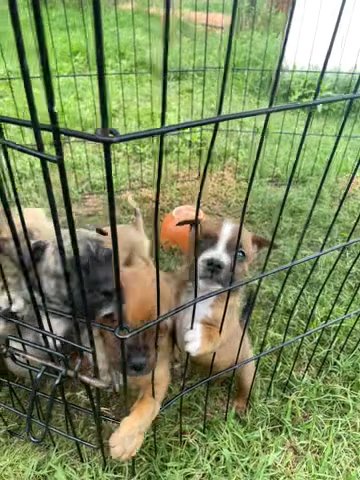Puppies in Shawnee, Oklahoma