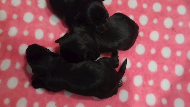 SOLD Blossom / KB Female Yorkie in League City, Texas