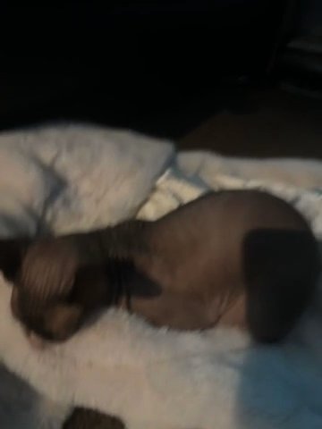 Sphynx in Irving, Texas