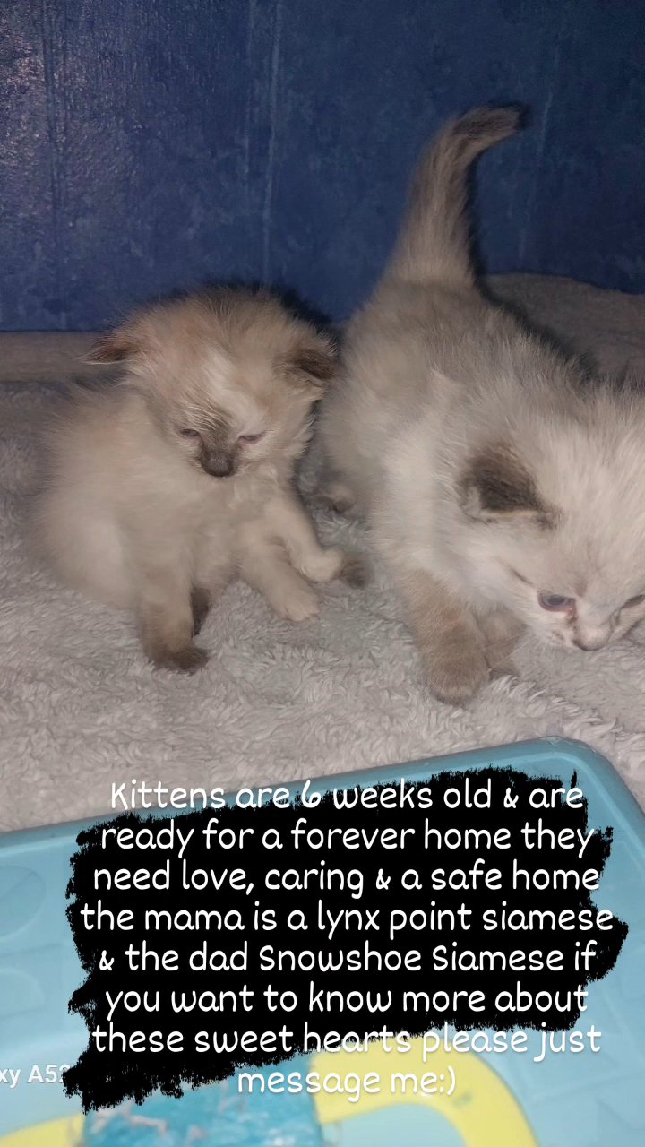 6 weeks Siamens kittens in Boise City, Idaho