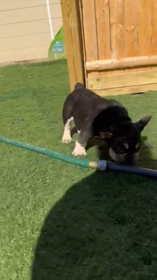elvis! coco and tan carrying testable french bulldog in Youngstown, Ohio