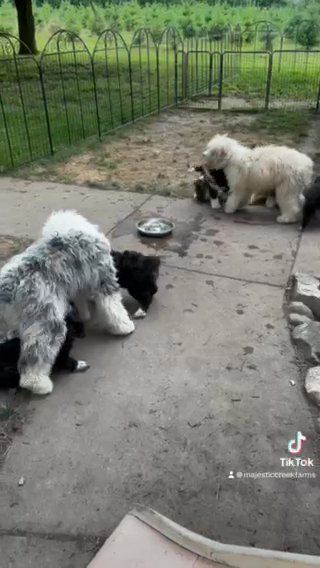 Mini-medium Bernedoodle in Kokomo, Indiana