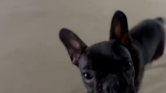 French Bulldog in Houston, Texas