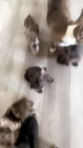 Pups Available in Modesto, California