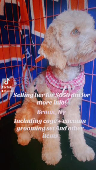 Cockapoo 6 M Female Rehoming in The Bronx, New York