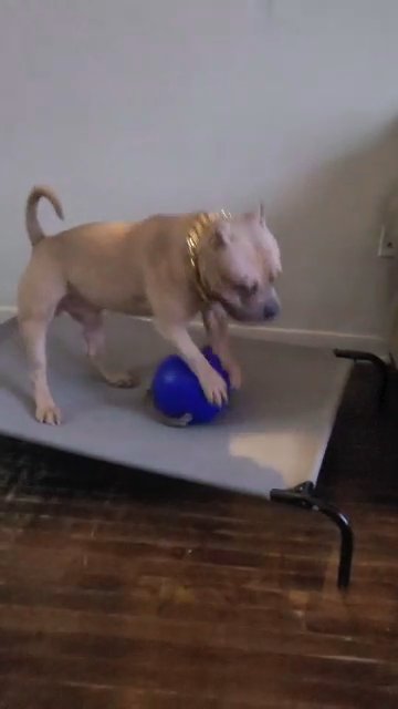 american bully stud in Pennsauken, New Jersey