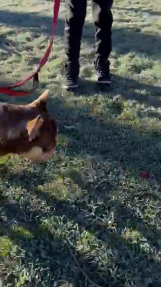 knuckles for sale or stud in Youngstown, Ohio