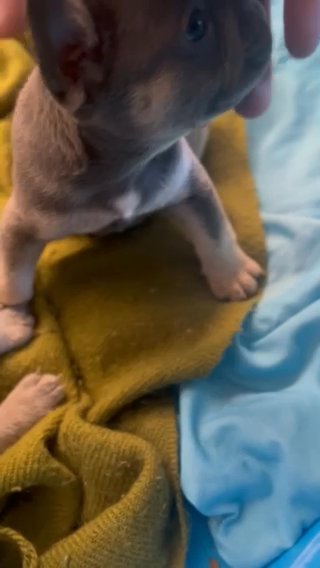 Akc French Bulldog Puppies in Queen Creek, Arizona
