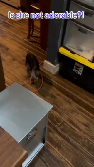 SOLD—AKC female Yorkie in Boone, North Carolina