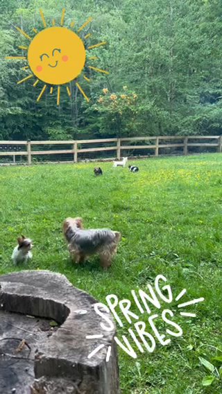 SOLD—AKC Female Yorkie in Boone, North Carolina