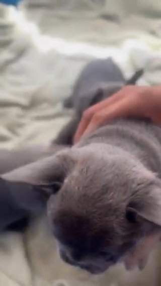 French Bulldog Puppies in Queen Creek, Arizona