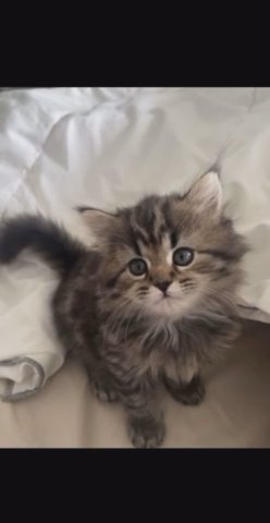 Persian/british longhair chinchilla mix Kittens in Orlando, Florida