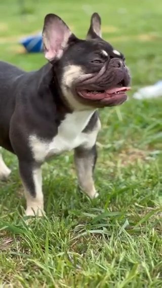 French Bulldog in Arlington, Texas
