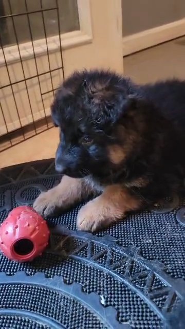 puppies are playing with toys in Fredericksburg, Virginia