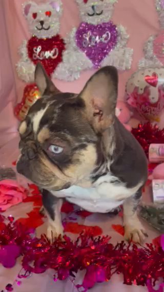 Harlequin Chocolate Tri Merle frankie in Fayetteville, North Carolina