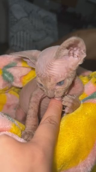 Sphynx Kittens in Oceanside, California