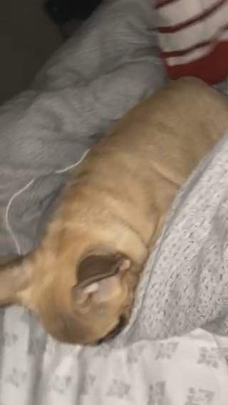 Female French Bulldog in Tampa, Florida