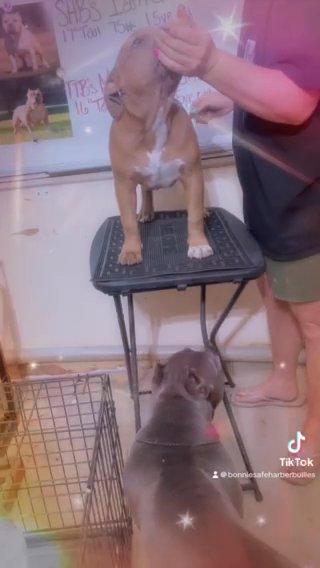Female Chihuahua 2 y/o in Richmond, Kentucky