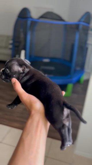 AMERICAN BULLY PUPPY in Dallas, Texas