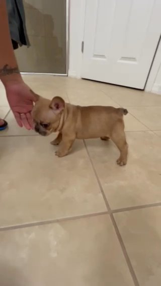 French Bulldog Puppies For Sale in Lakeland, Florida