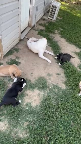 Bully Puppies in Dayton, Ohio
