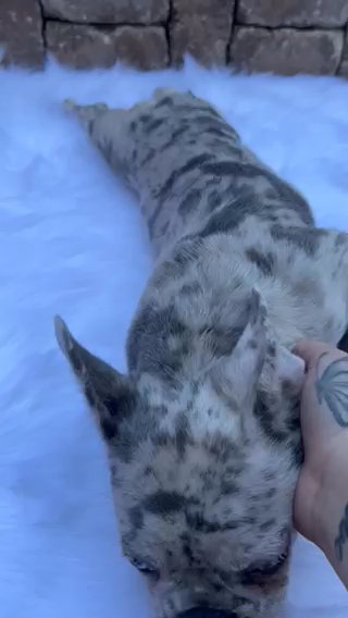 Female Merle Fluffy Carrier in Dallas, Texas