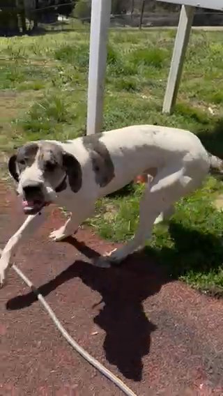 Reserved—Maverick—Great Dane (Merle pie male) in Lexington, North Carolina