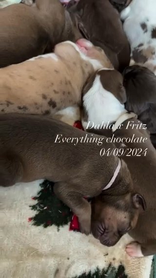Reserved Truffles—Chocolate Harlequin Female Great Dane in Lexington, North Carolina