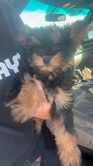 Cavapoo in Cambridge, Maryland