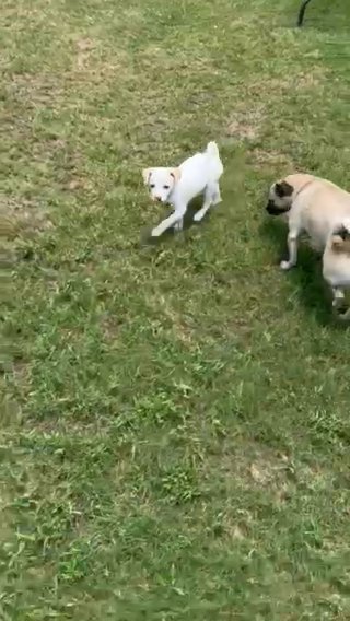 Puppy in Manor, Texas