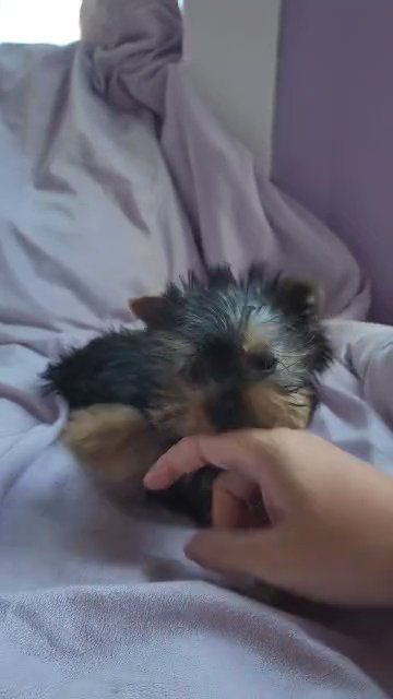June female yorkie in McKinney, Texas