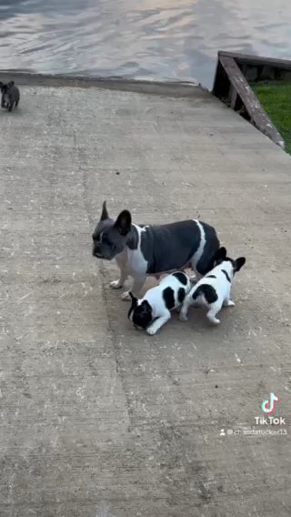 French Bulldog in Calera, Alabama