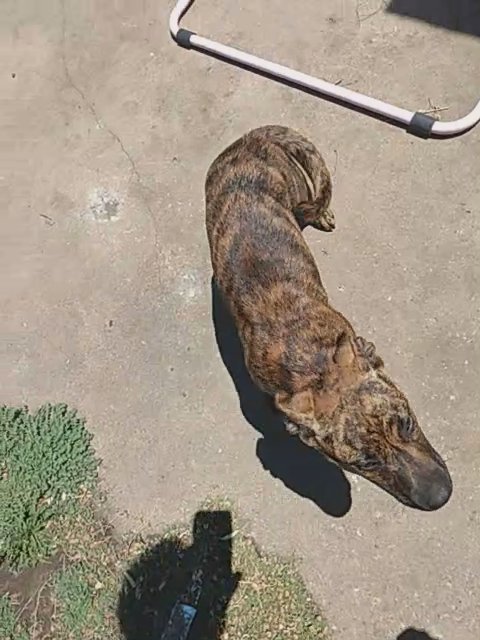 pitbull and lab, scar and nala in Tulsa, Oklahoma