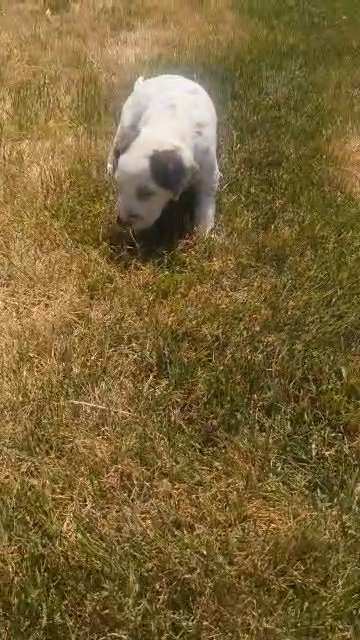 Samson in Goshen, Indiana