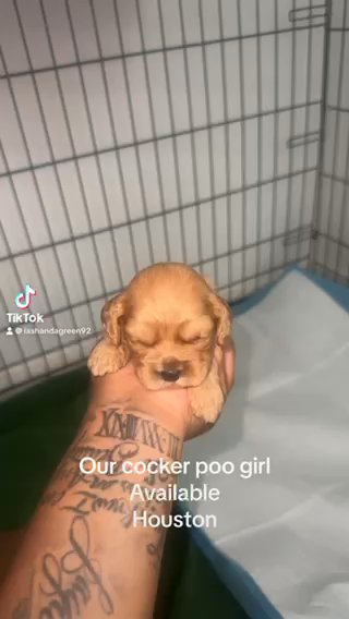 Cockerpoo in Houston, Texas