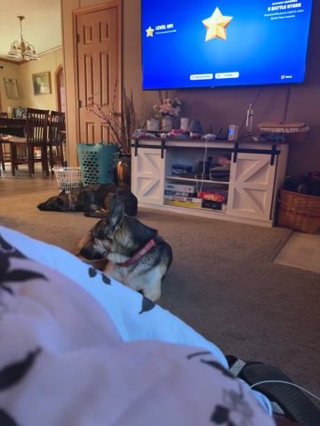 English Bulldog in Cambridge, Maryland