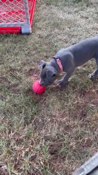 American bully puppy in Martinsville, Virginia