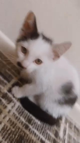 Kitten in Phoenix, Arizona