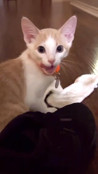 Kitten Available To Adopt in Keller, Texas