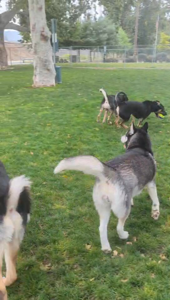 Shepsky Puppies in San Bernardino, California